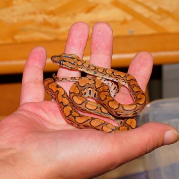 Un serpent dans la main, vraiment ?